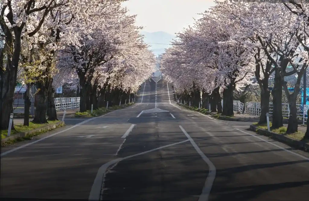 Cherry blossom festival cancelled scene showing sakura-lined road in Japan during spring