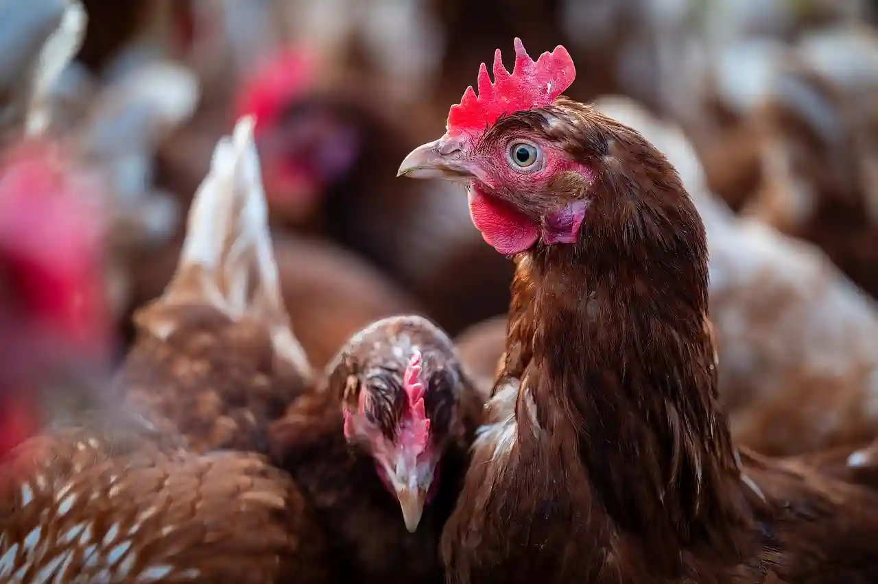 Chickens at a poultry farm amid news about the Saudi poultry import ban affecting global poultry trade